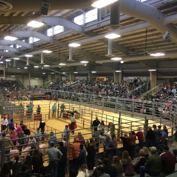 Nueces County Junior Livestock Show 2017